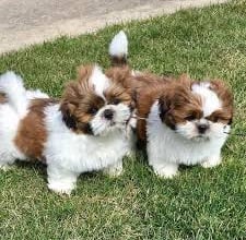 Teacup Shih Tzu or MalShi or Maltese Puppy for sale near me 
