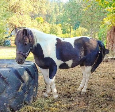 Leavenworth, WA - A miniature pony at the Leavenworth Reindeer Farm