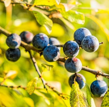a Blackthorn bush for privacy for deer resistant gardens