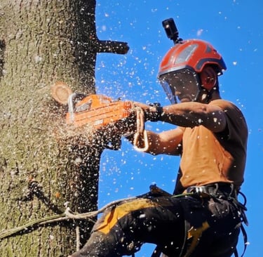 élagueur en plein action d'élagage d'un arbre