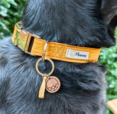 gros plan sur le cou d'un chien noir portant un collier jaune