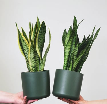 Sansevieria