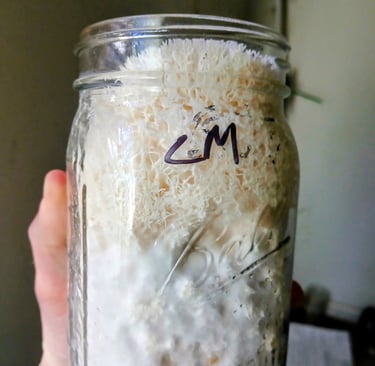 Lions mane starting to fruit inside a grain jar