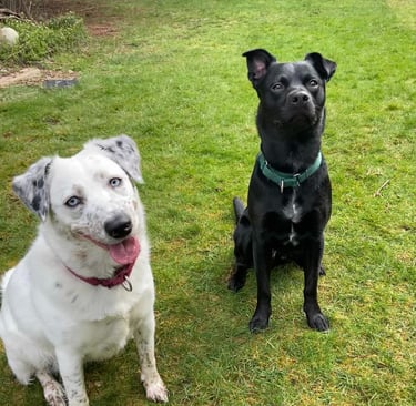 a dog sitting on the grass with a frisbee in the foreground