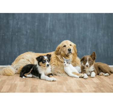 a group of dogs and cats sitting on a hardwood floor