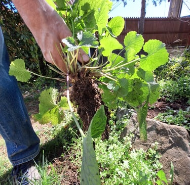 a person planting a perennial in our garden