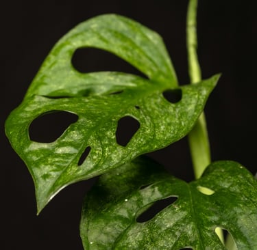 Monstera Adansonii European Mint 
