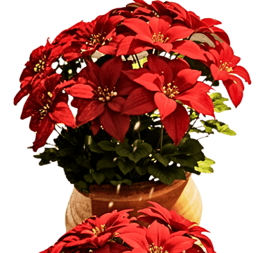 Pascueros #SomosBarrio