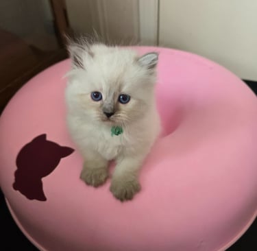 Texas Siberian kitten