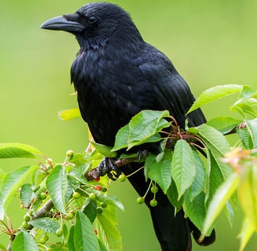 Kohlkrabe sitzt im blühenden Kirschbaum im Frühling.
