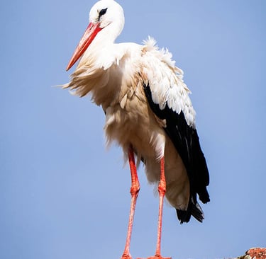Storch sitzt au einem Hausdach
