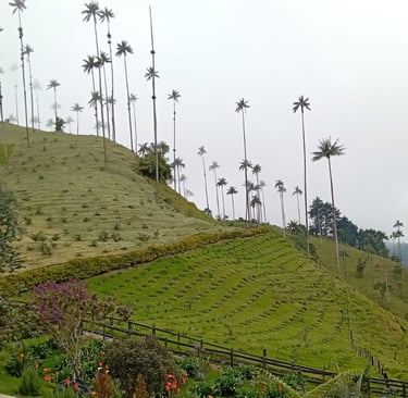Cosa fare a Salento - Valle del Cocora