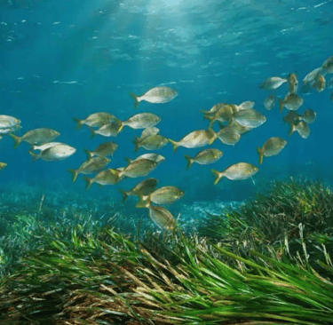 Seagrass Restoration Techniques: Reviving Underwater Meadows