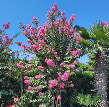a tall hedge bush with light flowers named Crapemyrtle