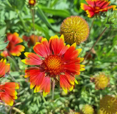 a red-yellow Flower thriving in full sun