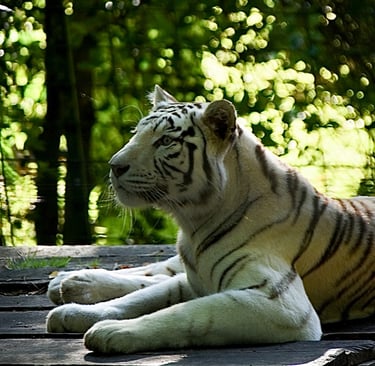 Tigre blanc au ZooParc de Beauval
