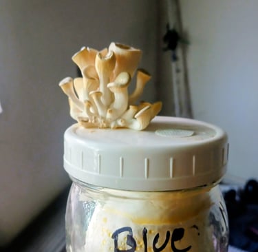 blue oyster fruiting out the top of a grain jar