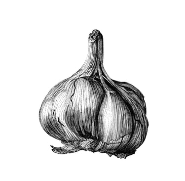 Garlic illustration