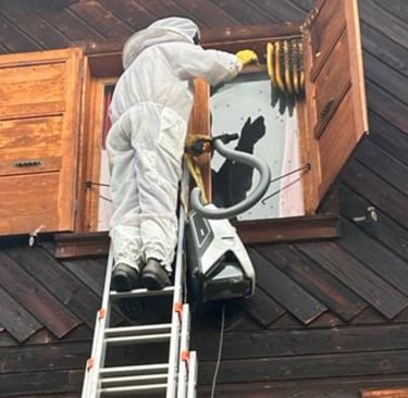 déplacement essaim abeille derrière volet Haute-SavoieFillinges, Bonne Boëge Cluses Reignier 