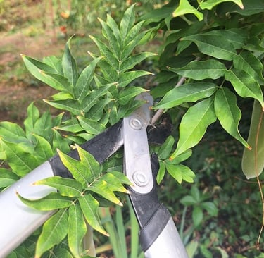 a person that is cutting back and trimming a long hanging plant