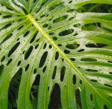 Fully mature, fully fenestrated Monstera deliciosa leaf with splits, holes, and perforations