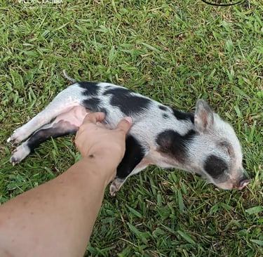 fincas cafeteras pereira