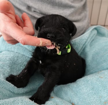1 ère bouillie pour bébé Schnauzer