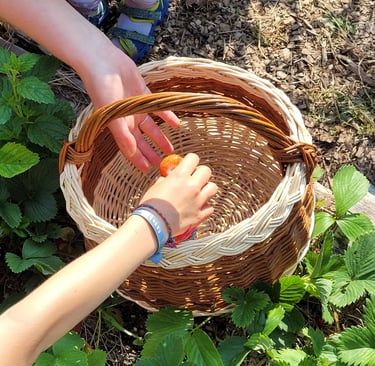 Panier en osier pour la cueillette - Atelier Saule Sister