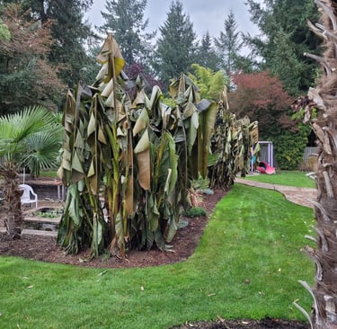 Banana palms early winter after first freeze