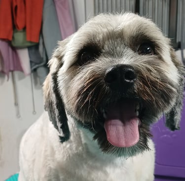 a happy dog sitting on a table looking groomed