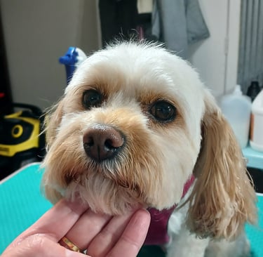 a dog is being held by the groomers hand
