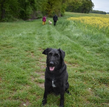 Alltagstraining unter Ablenkung mit anderem Hund Mensch Team