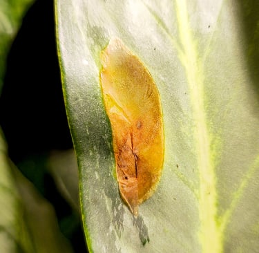 Blister-like swellings, known as edema on a Aglaonema Ghost / Aqua Green