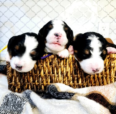 Bernedoodle Puppies
