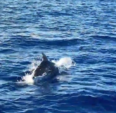Dolphins Paxos Corfu Villa Olivia Pentati