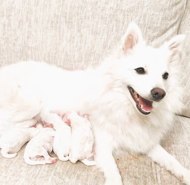 japanese spitz puppy available. pomeranian. american eskimo. german spitz.