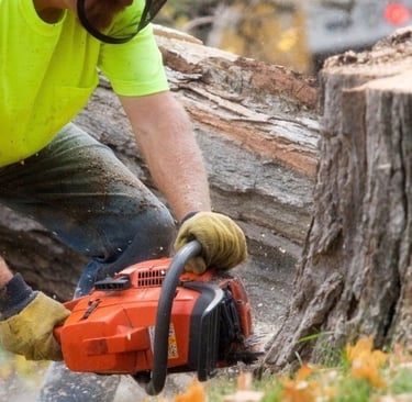 débitage de tronc a la tronçonneuse 