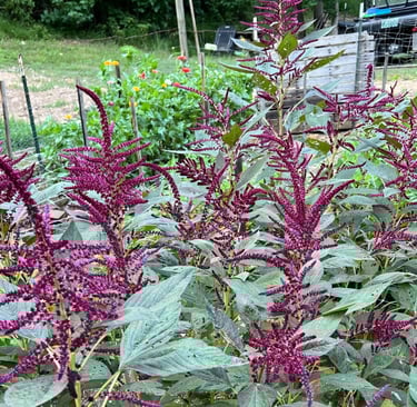 Beautiful Amaranthus.