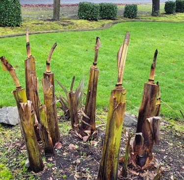 banana palms cut to early, before the first solid freeze