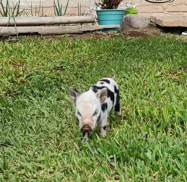 granjas en pereira para ir con niños