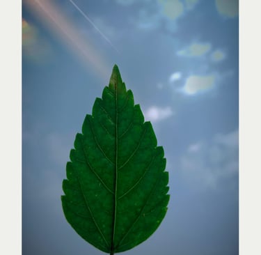 green leaf