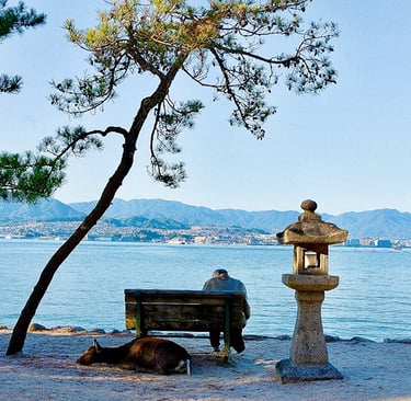 Un vieil homme sur un banc accompagné d'une biche sika au bord de l'eau