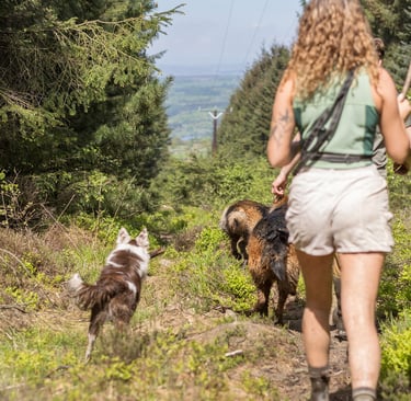 dog walkers in harrogate walking in a group of dogs in a woodland in harrogate