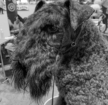 peluquería canina arreglo