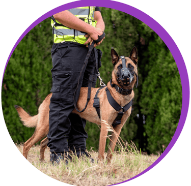 Un agent de sécurité avec un chien  en service