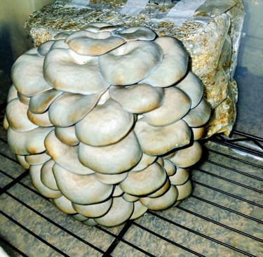 second flush of oyster grow kit