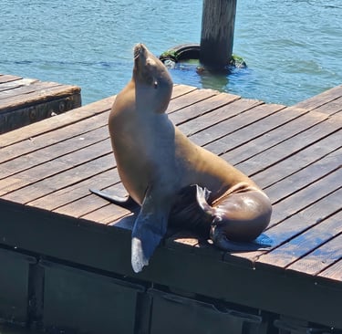 Pier 39, San Francisco--The sea lions are a must-see. To them, all the world is a stage on rafts.