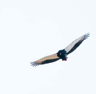 Bateleur Eagle soaring high in the sky