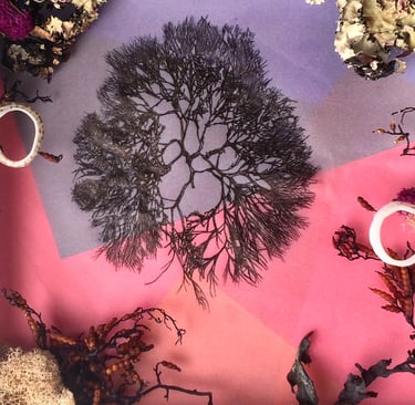 a drawing of seaweed surrounded by real seaweed and shells on a purple and pink background