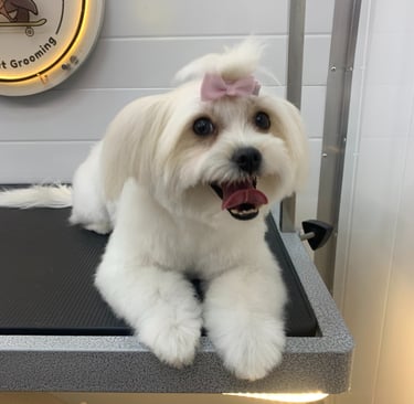 dog grooming Qatar